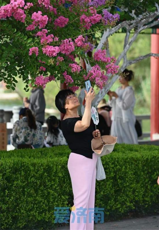 濟(jì)南大明湖畔“夏紫薇”盛夏迎風(fēng)開