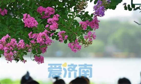 濟(jì)南大明湖畔“夏紫薇”盛夏迎風(fēng)開