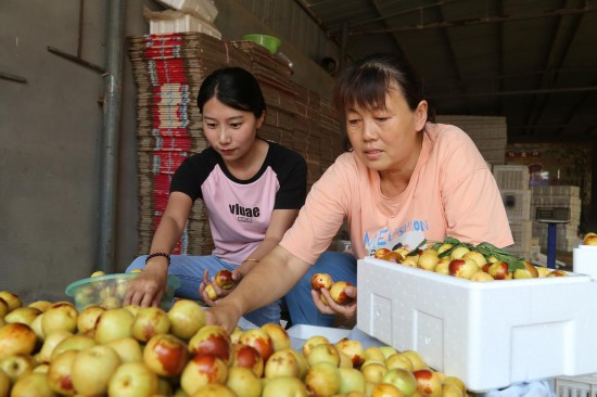 在濱州市沾化區(qū)下河鄉(xiāng)，棗農(nóng)正在分揀冬棗。