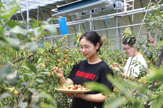 　　在濱州市沾化區(qū)下河鄉(xiāng)精品冬棗示范園，游客正在采摘大棚冬棗。