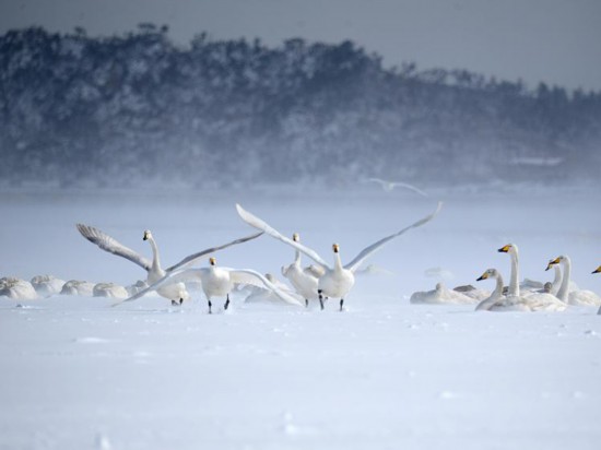 2023年1月27日，山東榮成，大天鵝在天鵝湖畔的繽紛大雪中翩翩起舞。圖源：視覺中國